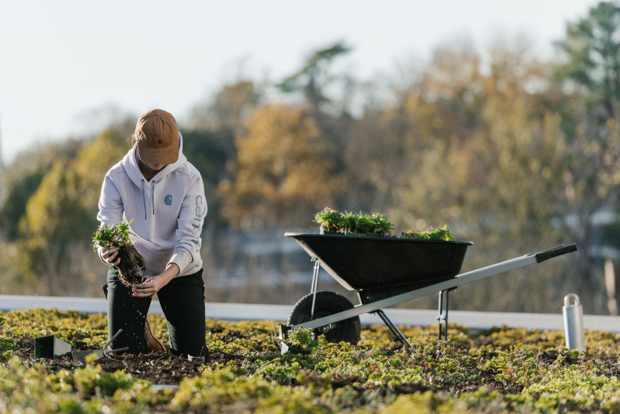 Carhartt Women's Clarksburg Graphic Sleeve Hoodie product image