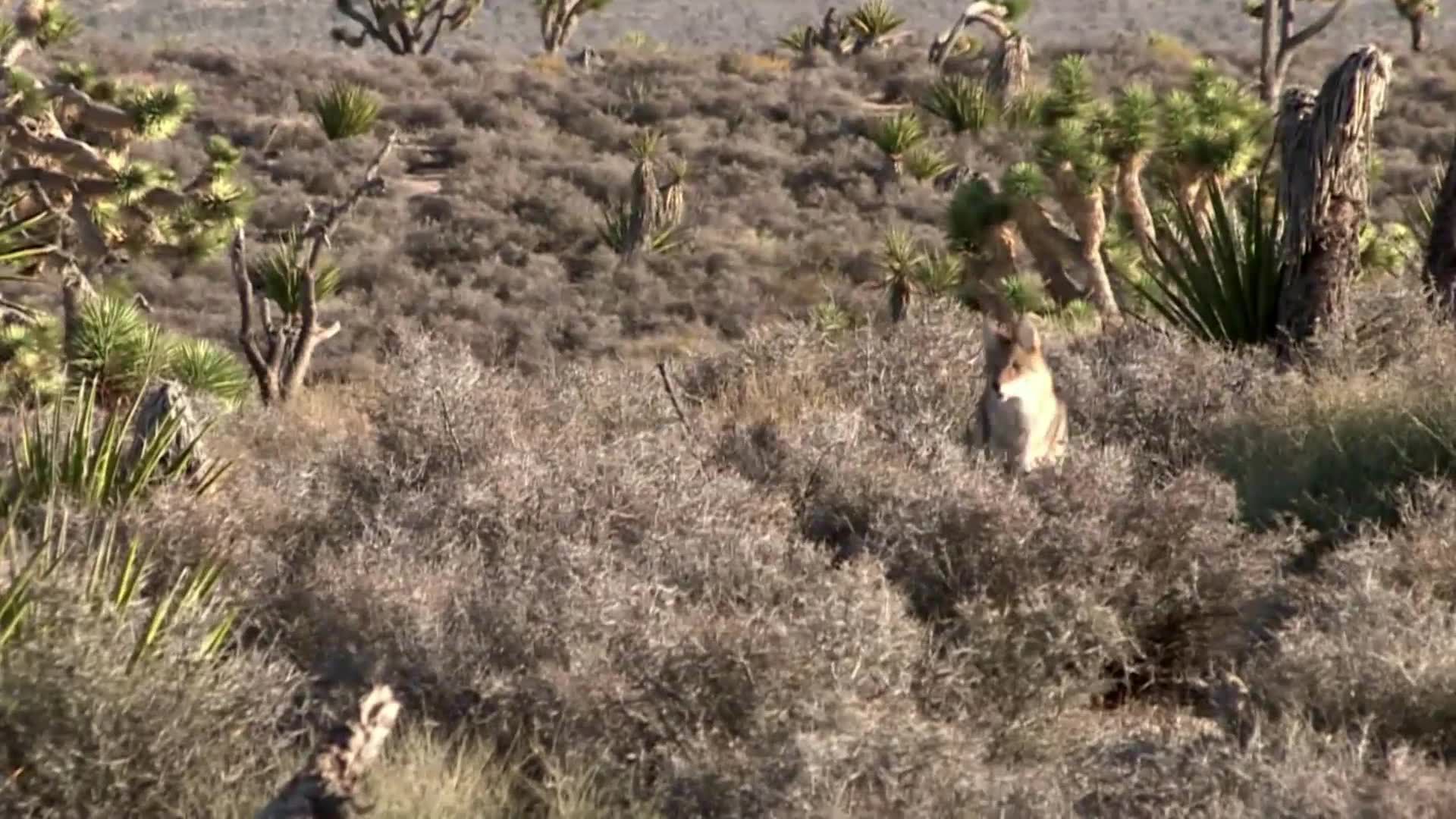 FOXPRO Shockwave Remote Control Electronic Predator Call product