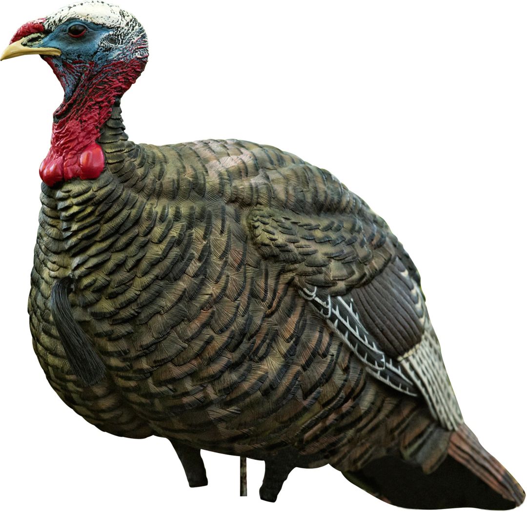 Avian X Lcd Quarter Strut Jake Turkey Decoy Field Stream