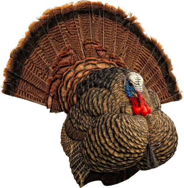 Avian X LCD Strutter Turkey Decoy