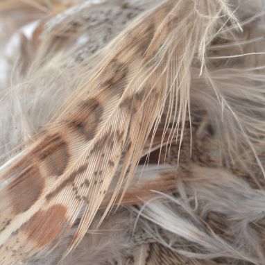sorry, Perfect Hatch Hungarian Partridge Plumage is currently out of stock