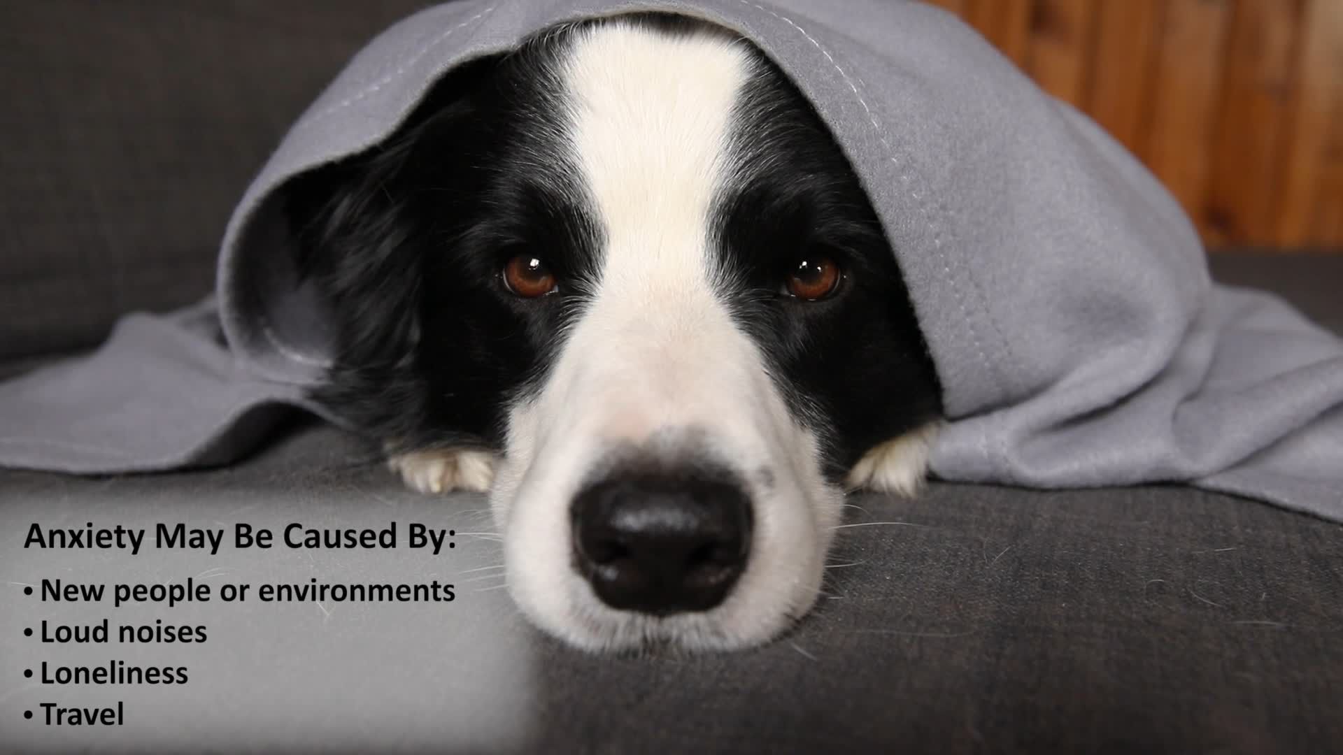 Pets First Las Vegas Raiders Soothing Vest product