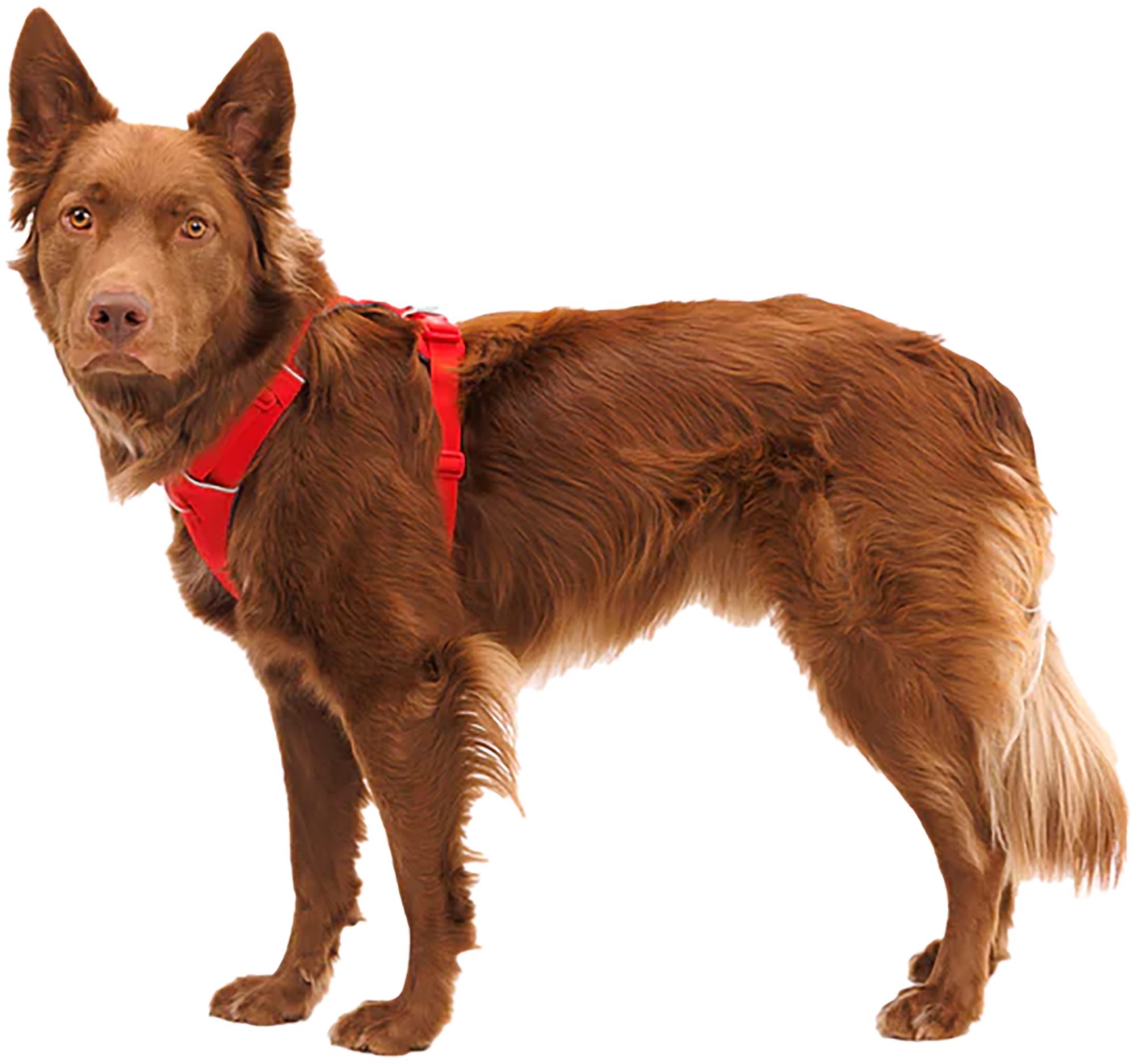 Ruffwear Front Range Dog Harness product image