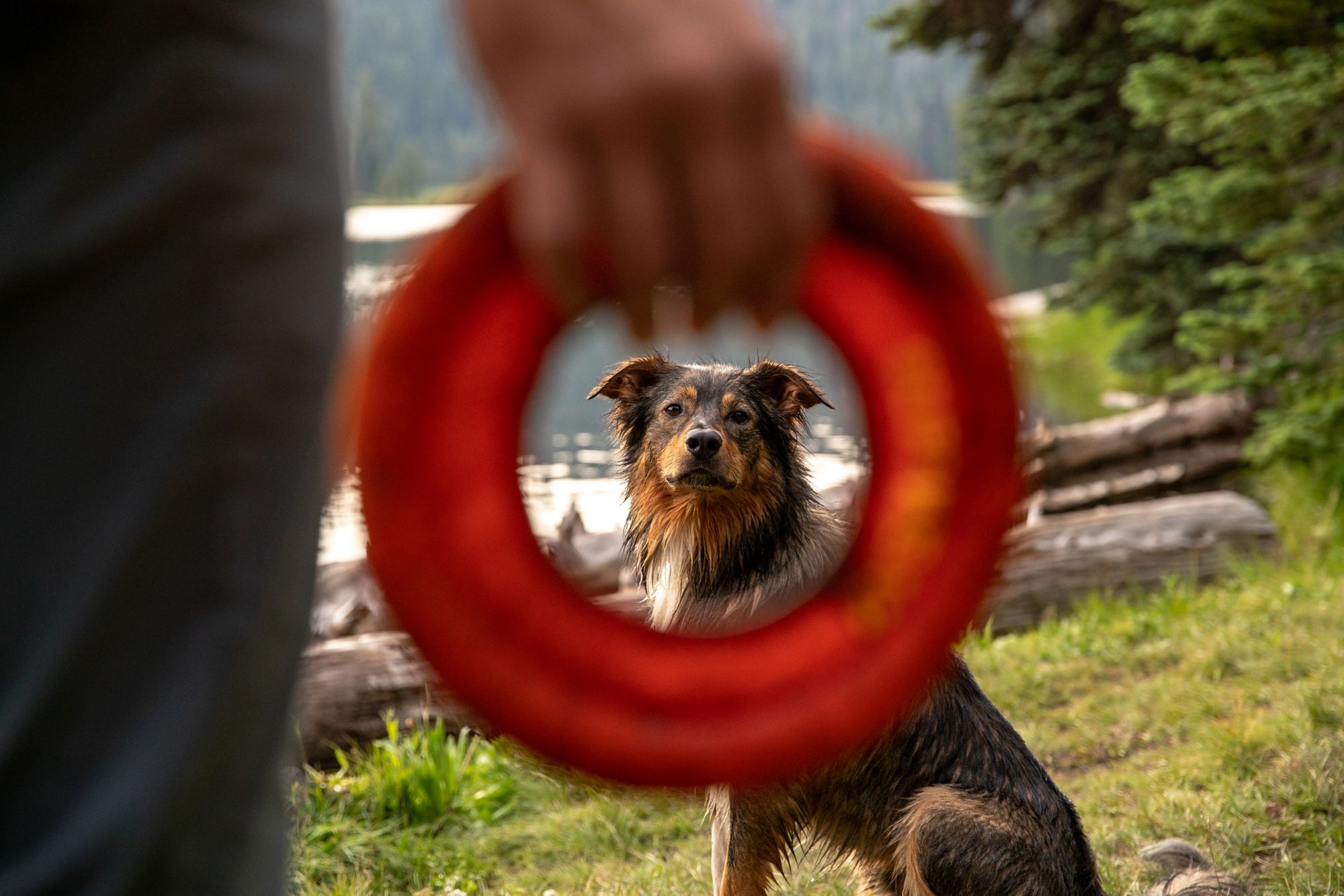 Ruffwear Hydro Plane Frisbee Dog Toy product image