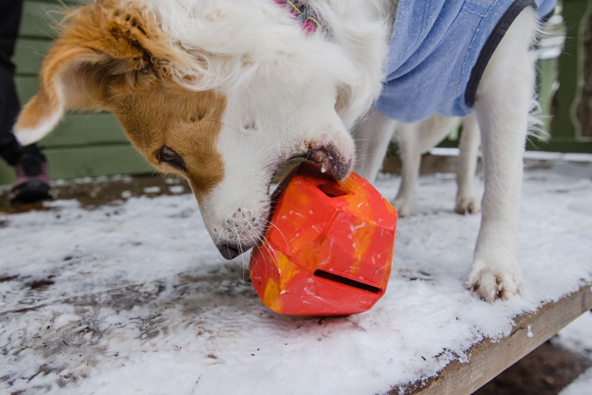 Ruffwear Gnawt-a-Rock Dog Toy product image