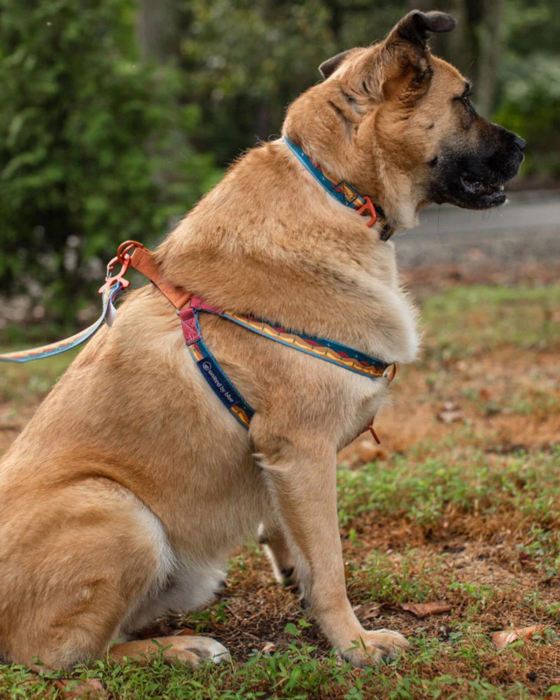 United by Blue Woven Dog Harness product image