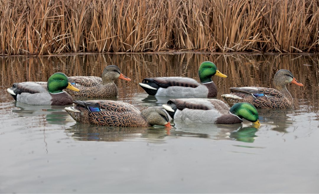 Avian X Top Flight 6 Pack Mallard Decoys Field Stream