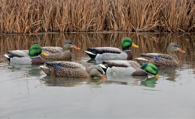Avian X Topflight 6 Pack Mallard Decoys Dick S Sporting Goods