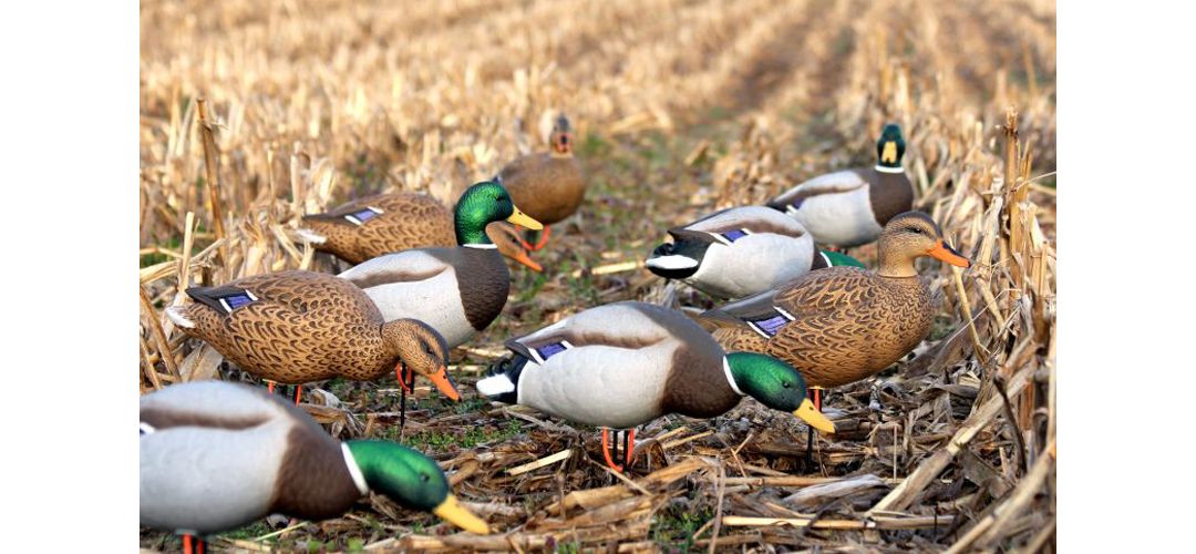 Flambeau Storm Front Full Body Mallard Duck Decoy 6 Pack Field