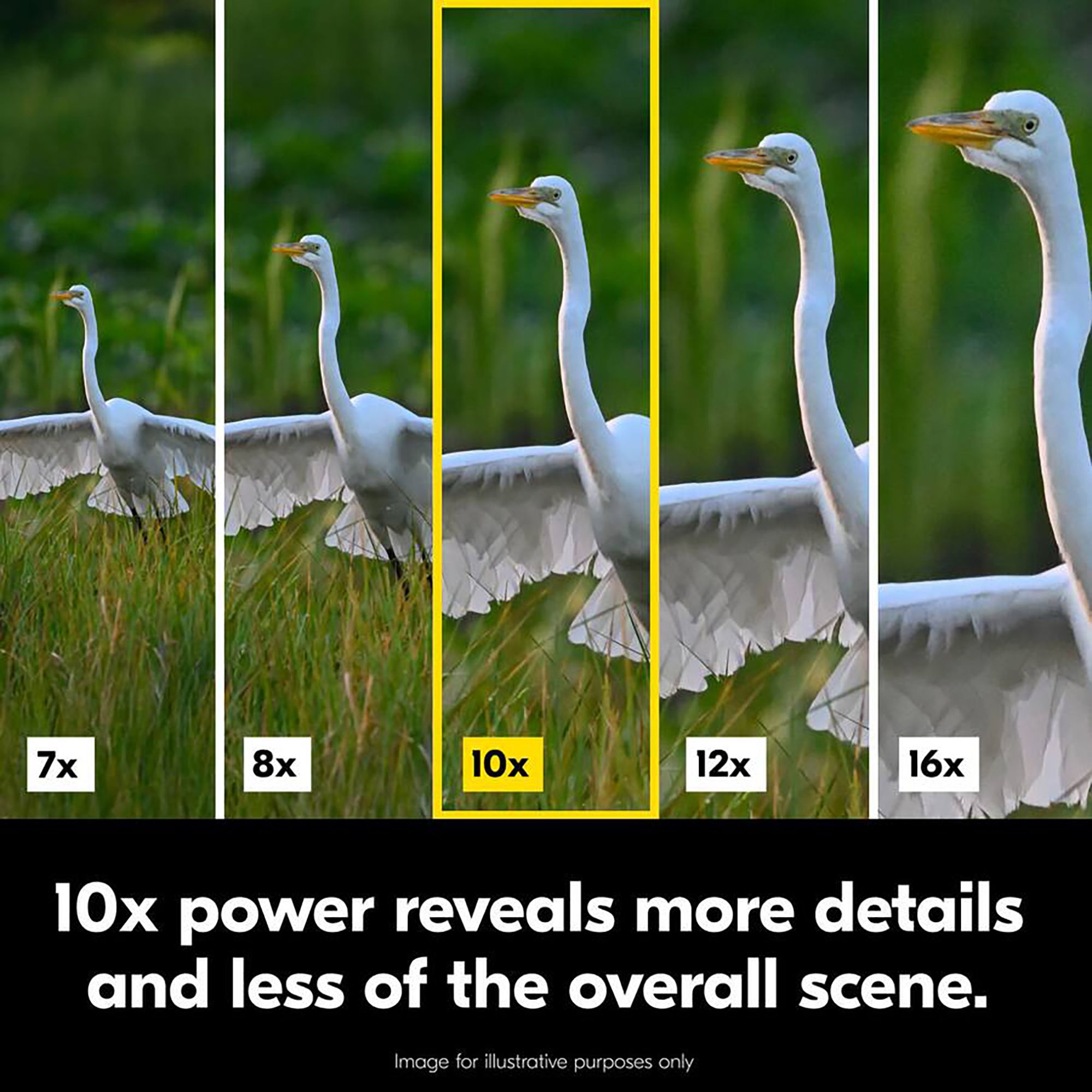 Nikon Action 10x50 Binoculars product image