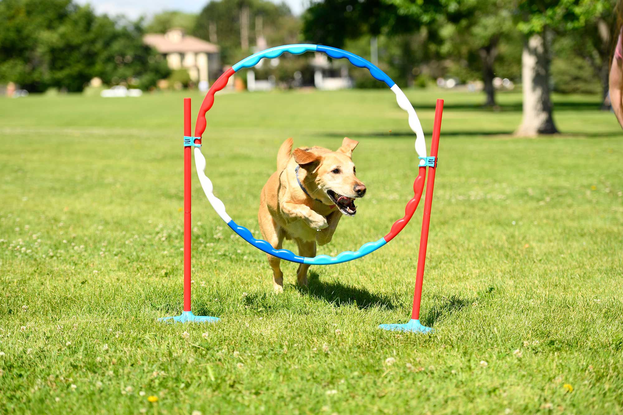 American Ninja Warrior™ Obstacle Course Race Set product image