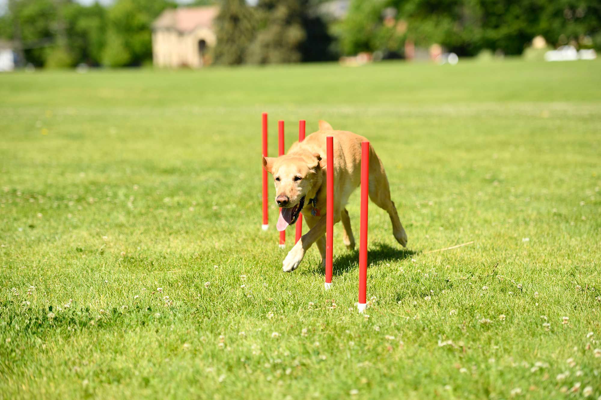 American Ninja Warrior Family Agility Set product image