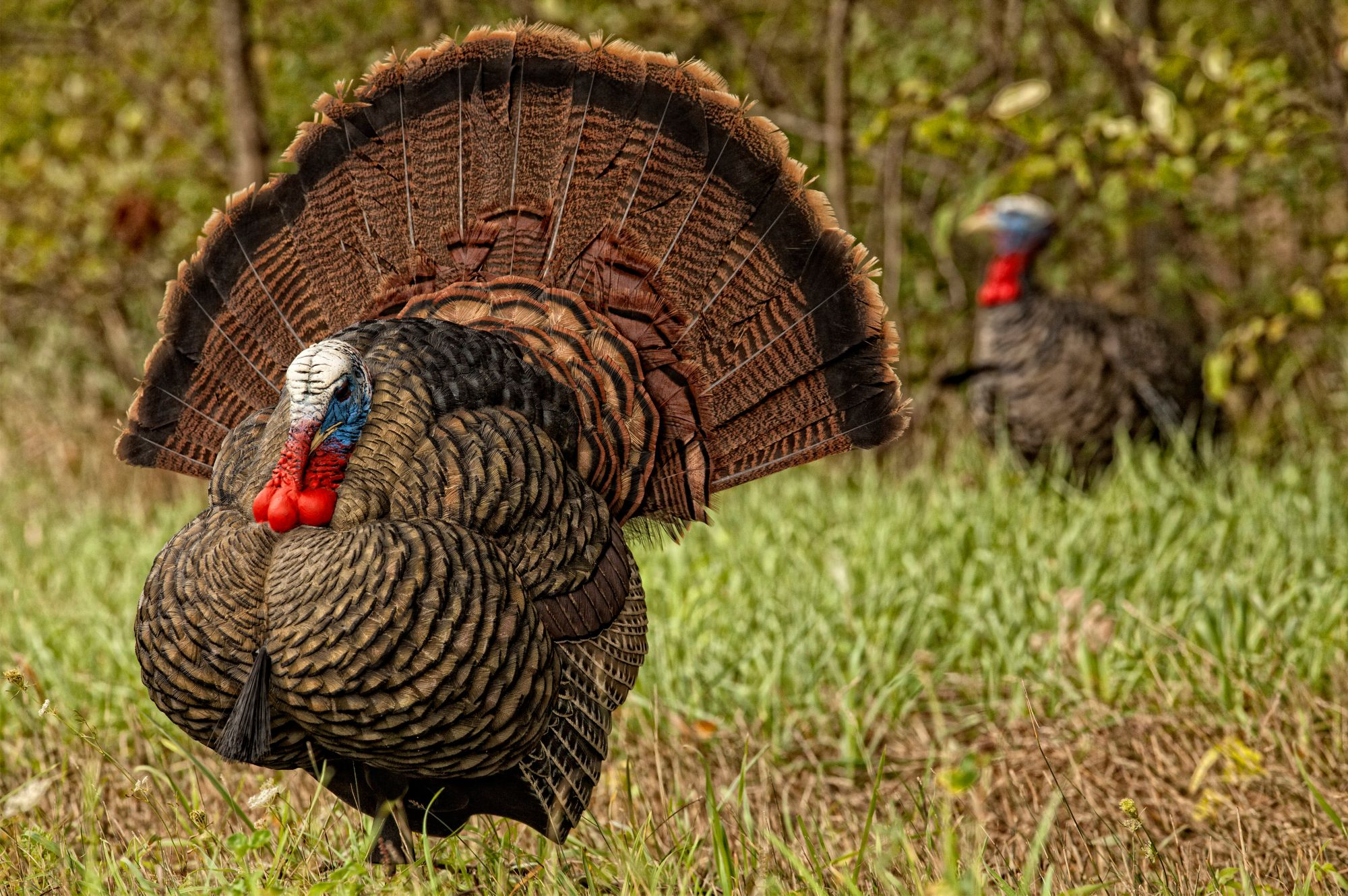 Avian X LCD Strutter Turkey Decoy product image