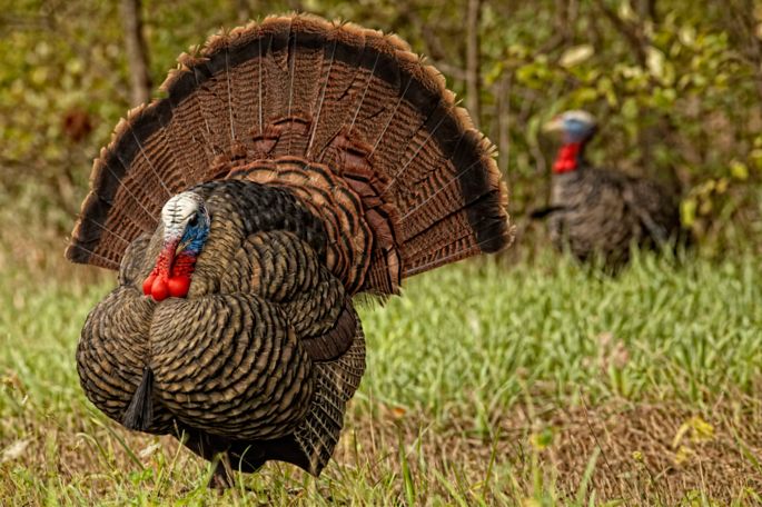 Avian X Lcd Strutter Turkey Decoy Dick S Sporting Goods