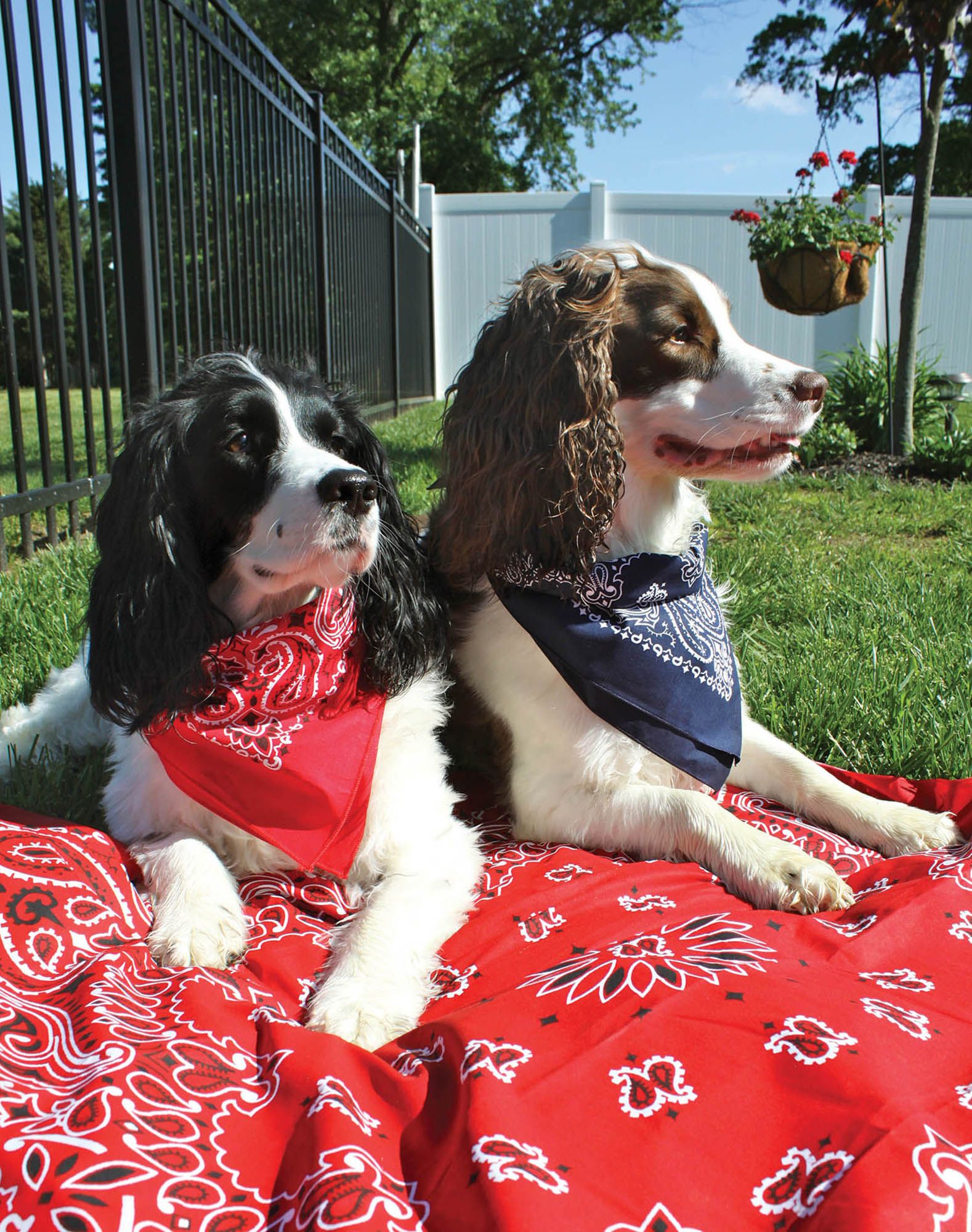 Hav-A-Hank Paisley Bandanna product image
