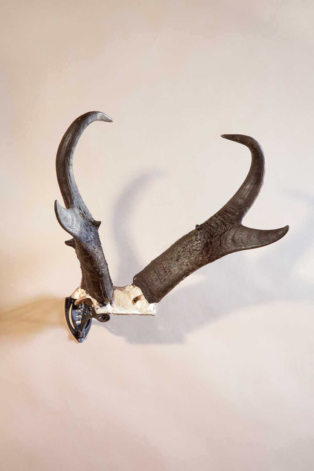 Skull Hooker Bone Bracket Skull Cap Mount product image