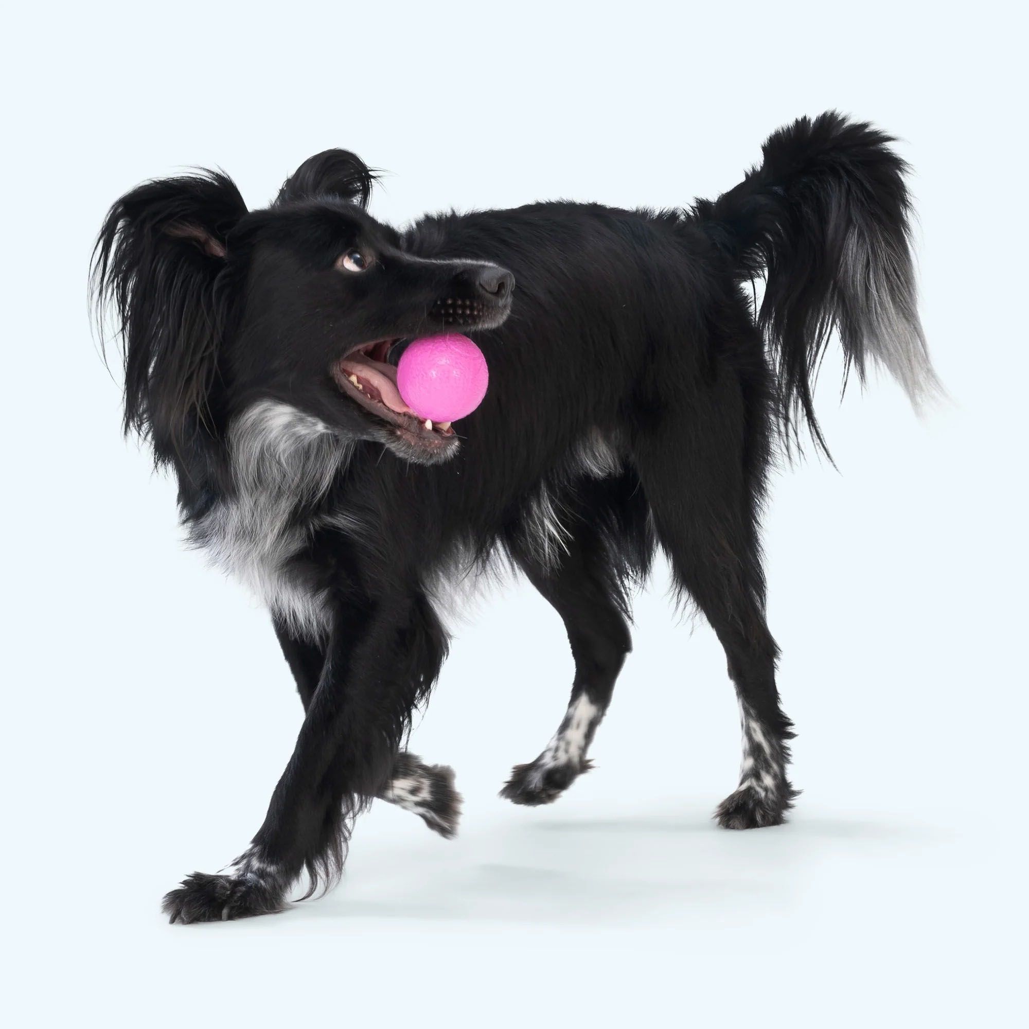 West Paw Boundr Dog Toy - 2 Pack product image