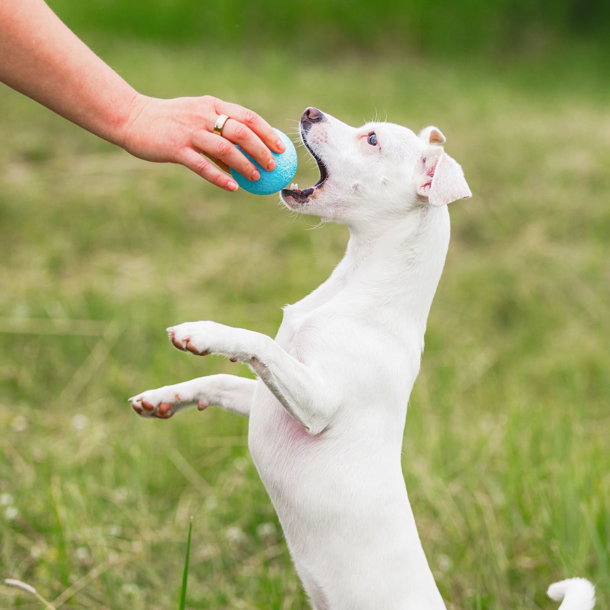 West Paw Boundr Dog Toy - 2 Pack product image