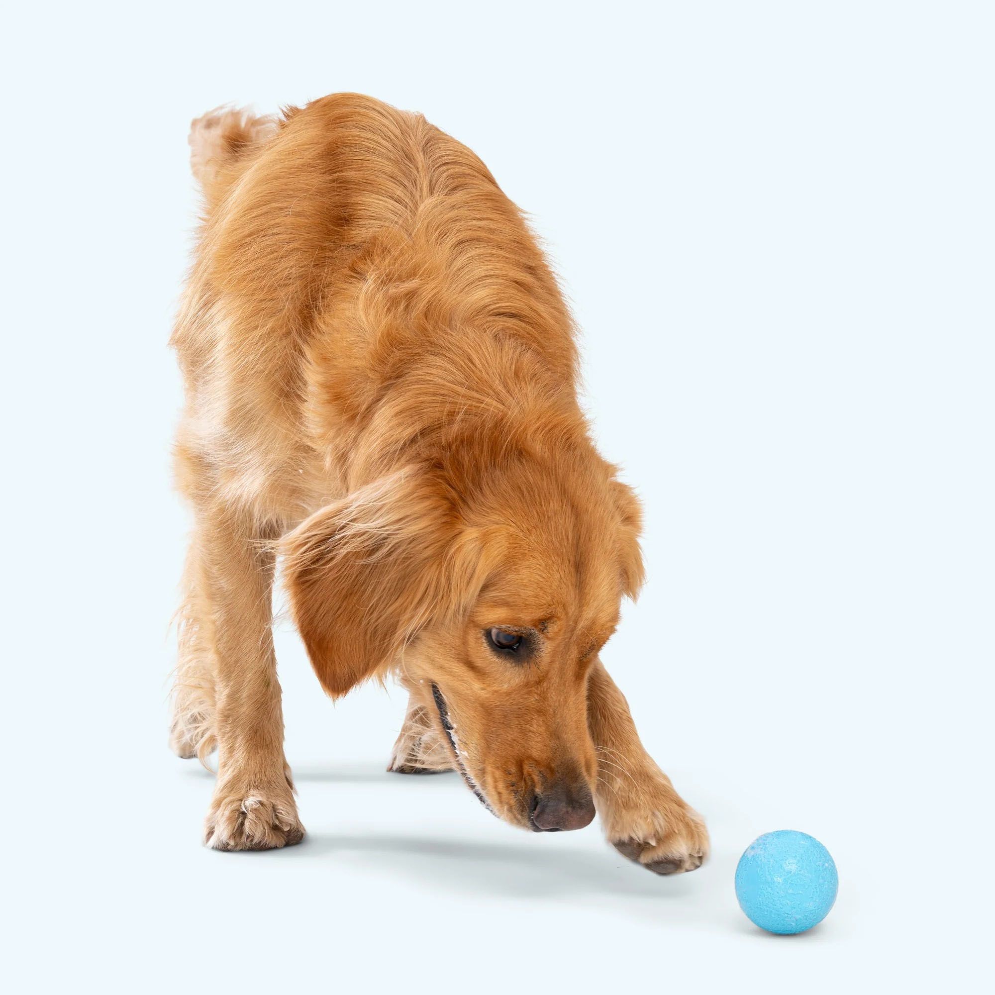 West Paw Boundr Dog Toy product image