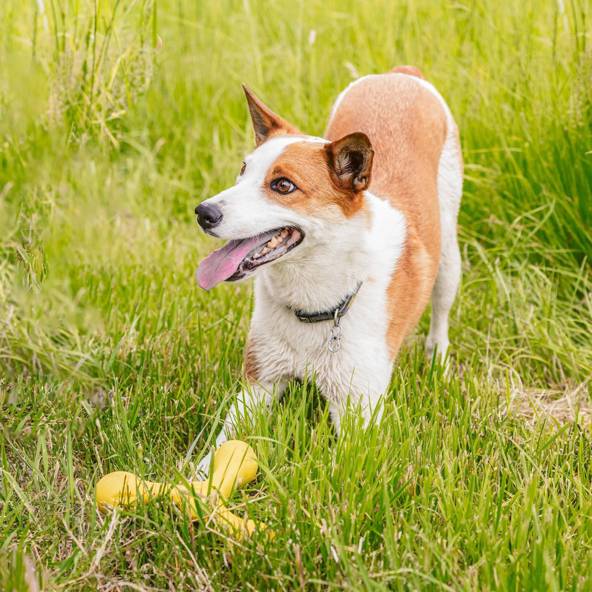 West Paw Skamp Dog Toy product image
