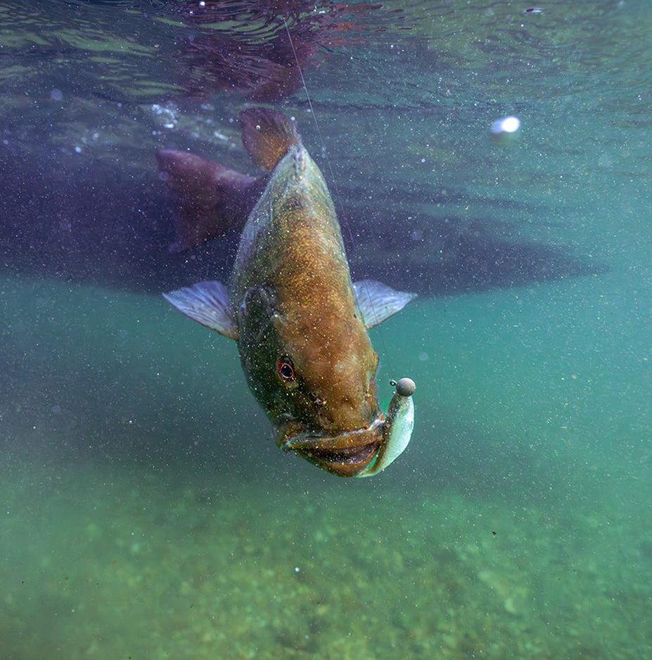 Rapala Crush City Jerk Softbait product image