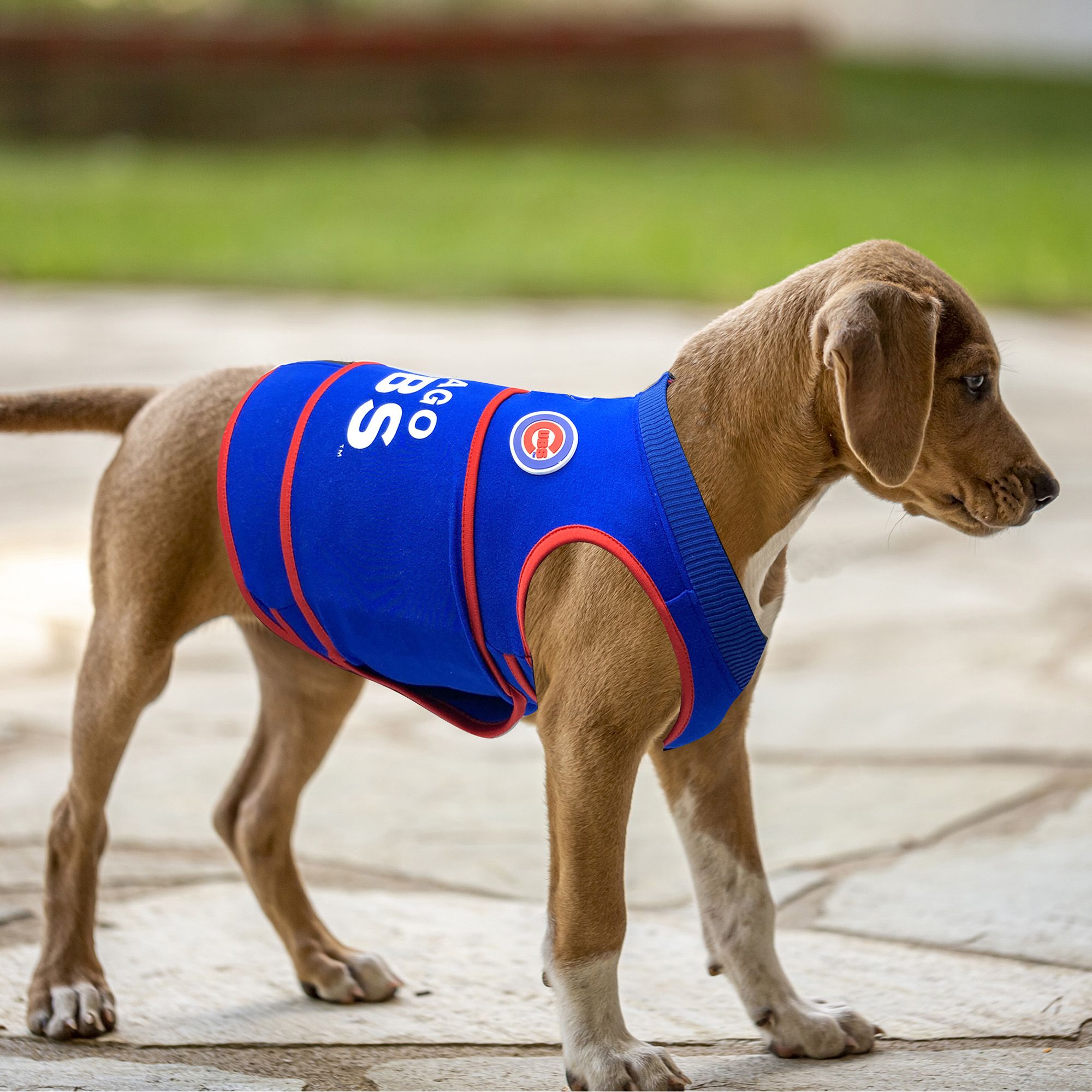 Pets First Chicago Cubs Soothing Solution Vest product image