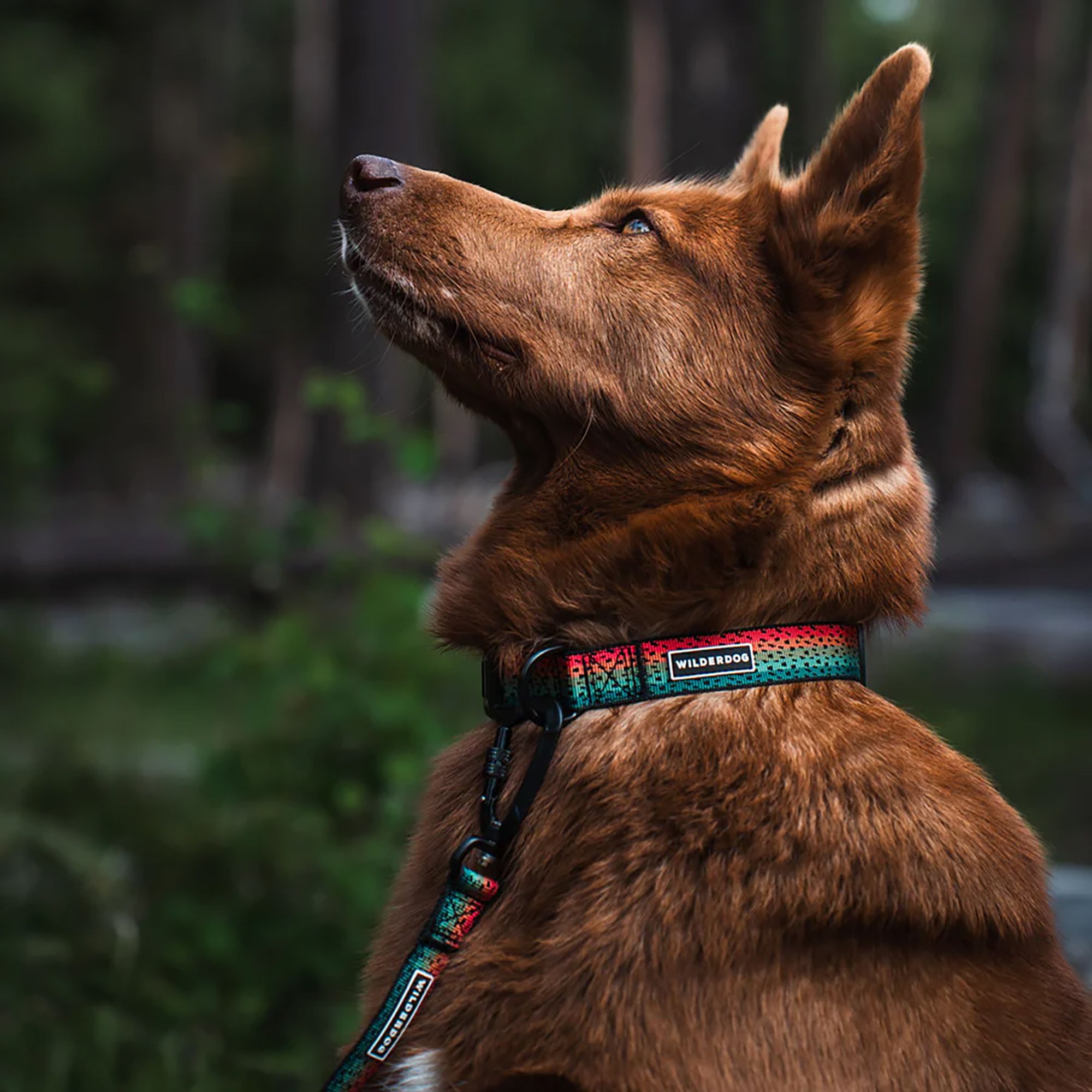 Wilderdog Ultralight Dog Collar product image
