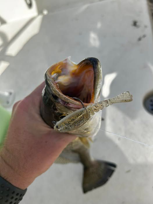 Egret Baits Vudu Mambo Shrimp - 2 Pack product image