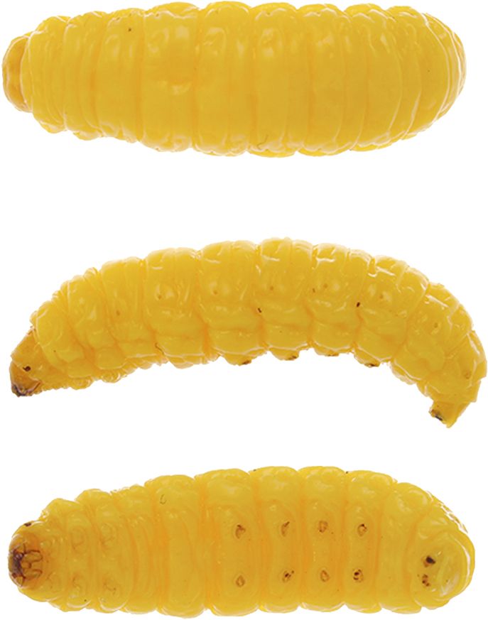 Eurotackle Mummy Worm Mummified Wax Worm product image