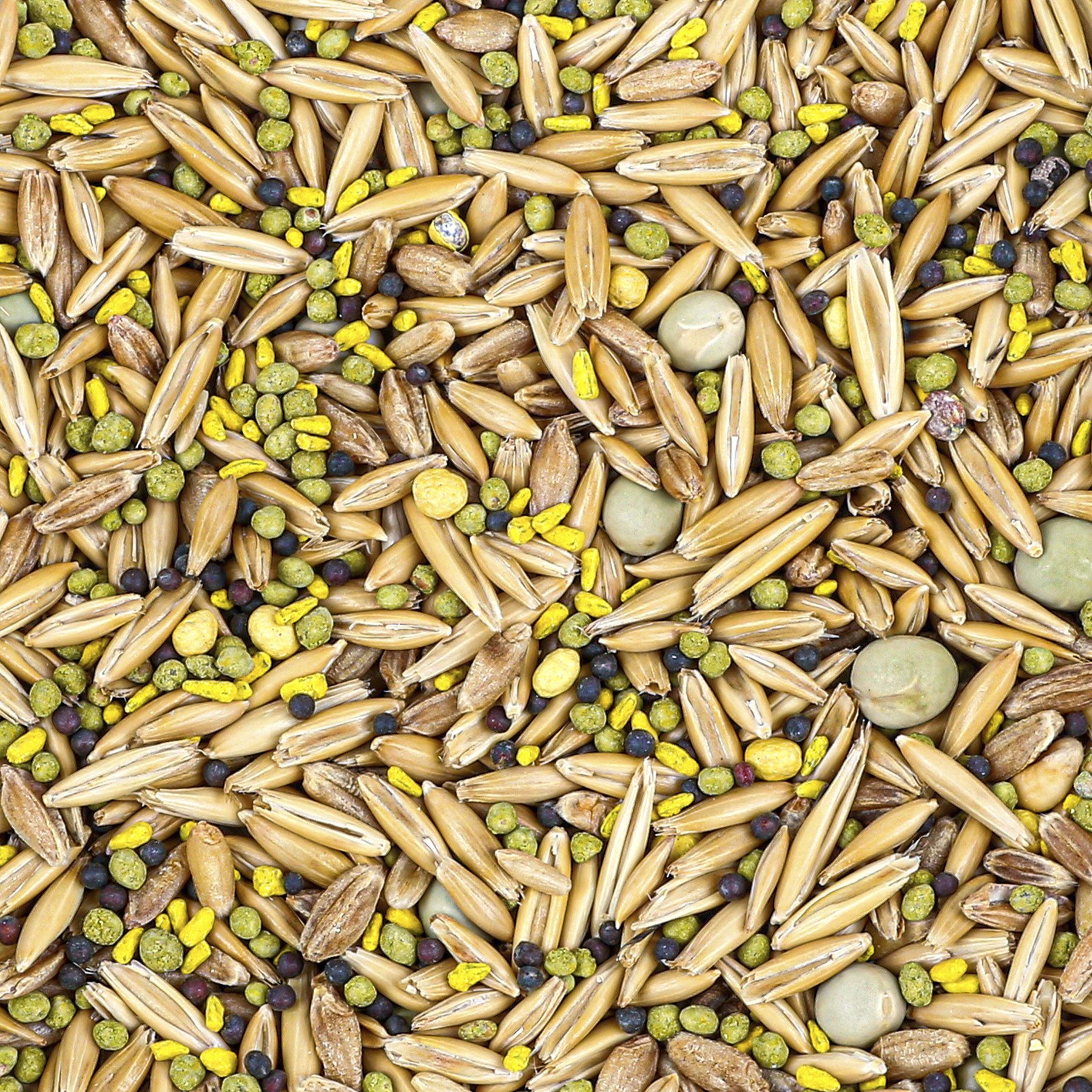 Evolved 5 Card Draw Food Plot Seed product image