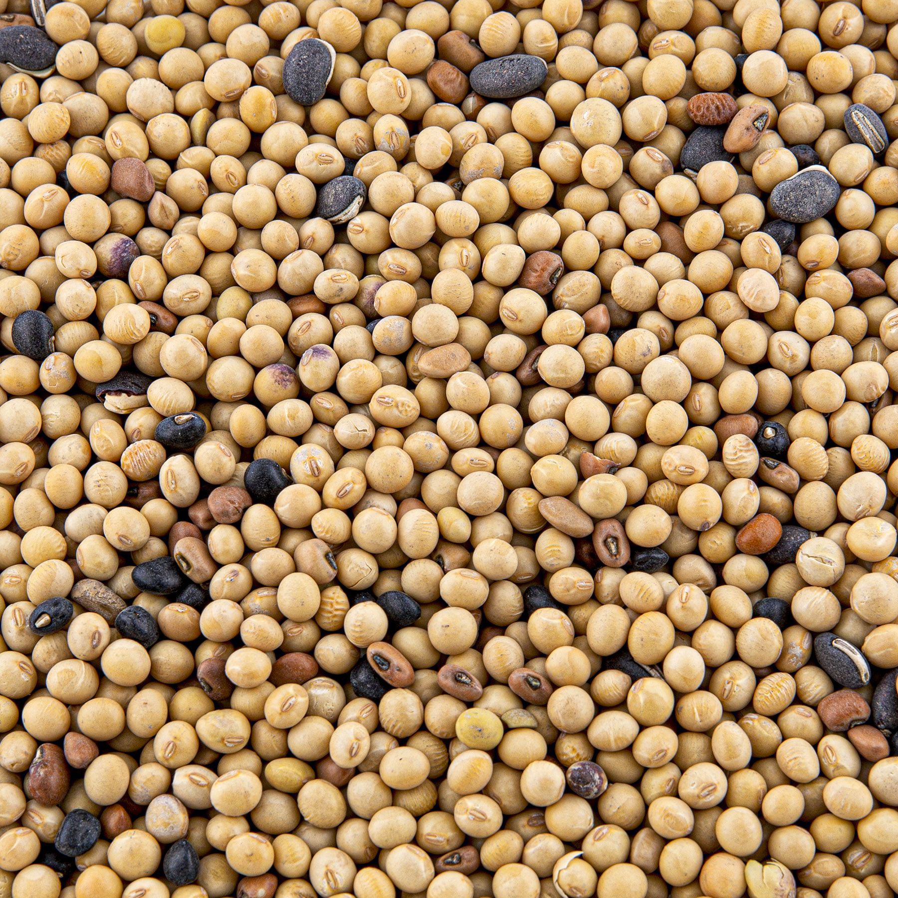 Evolved Mean Bean Pro Food Plot Seed product image