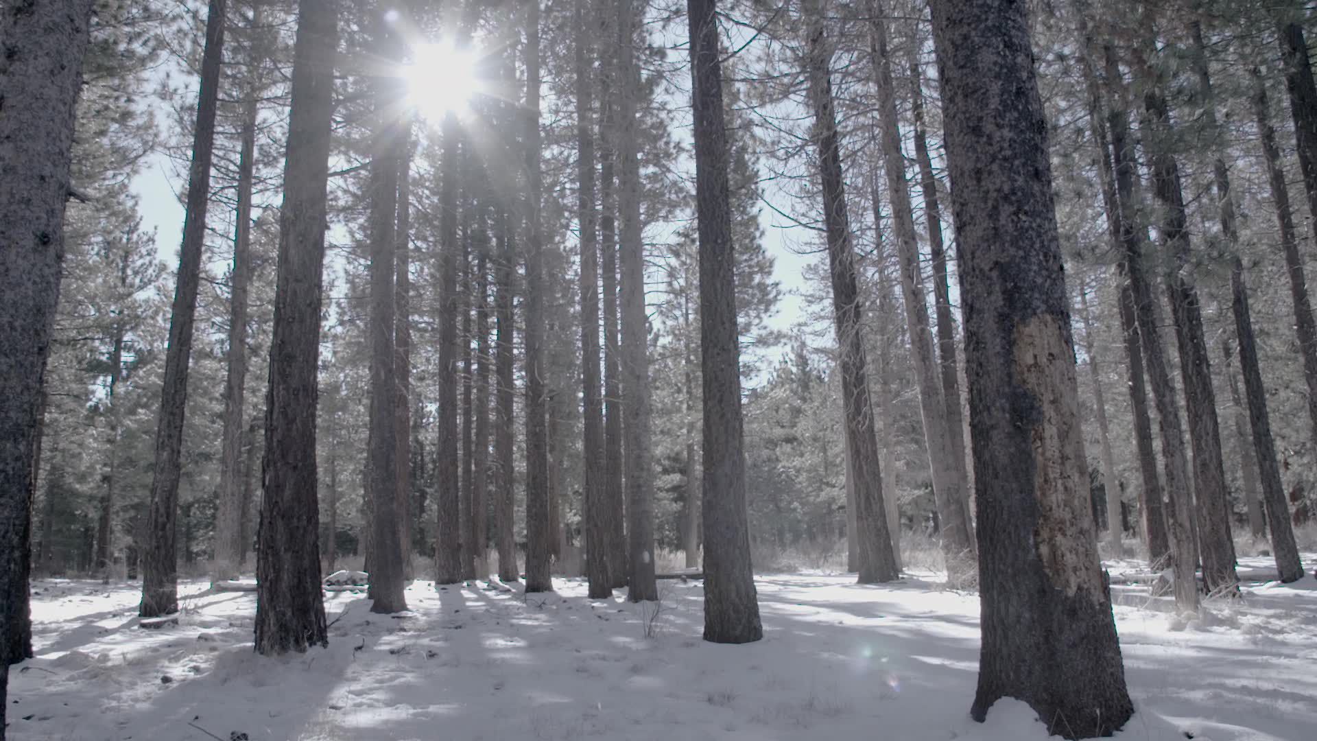 Casio G-SHOCK Step/Distance Tracker product