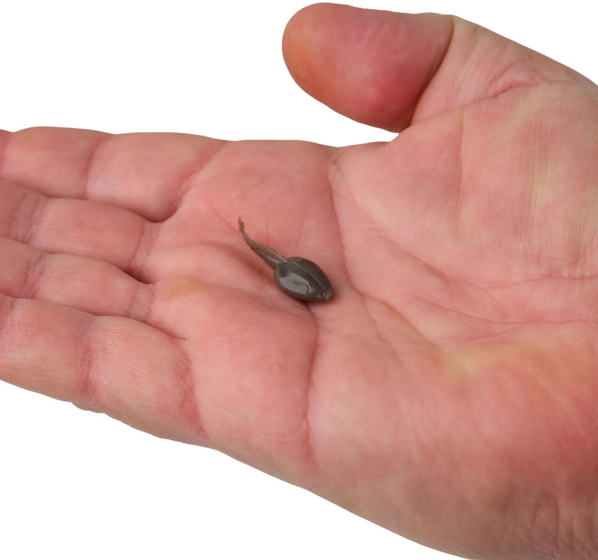 Gulp! Alive! Tadpole product image