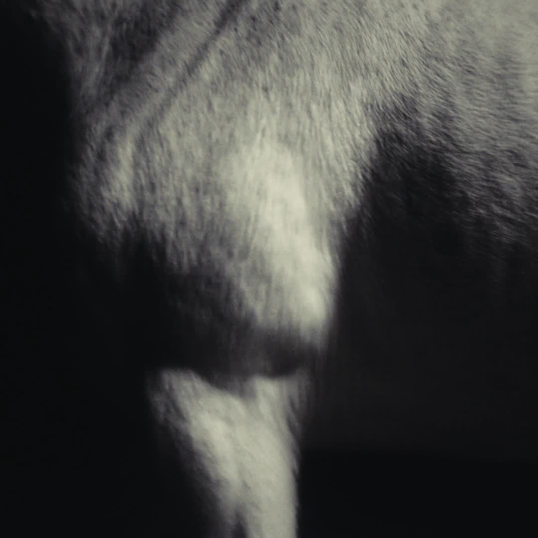 Nike Men's Pegasus 42 Running Shoes product