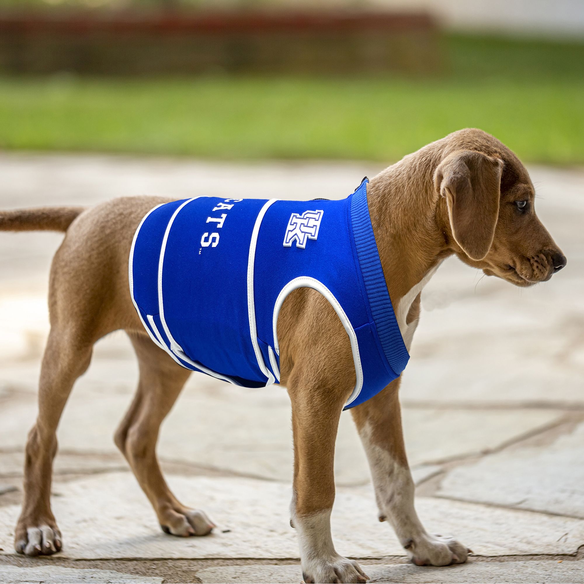 Pets First Kentucky Wildcats Soothing Solution Vest product image
