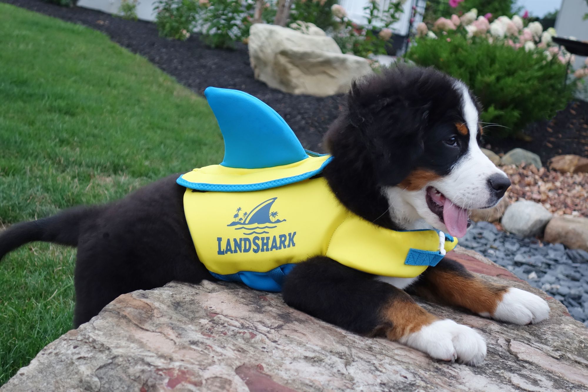 Margaritaville Land Shark Pet Nylon 