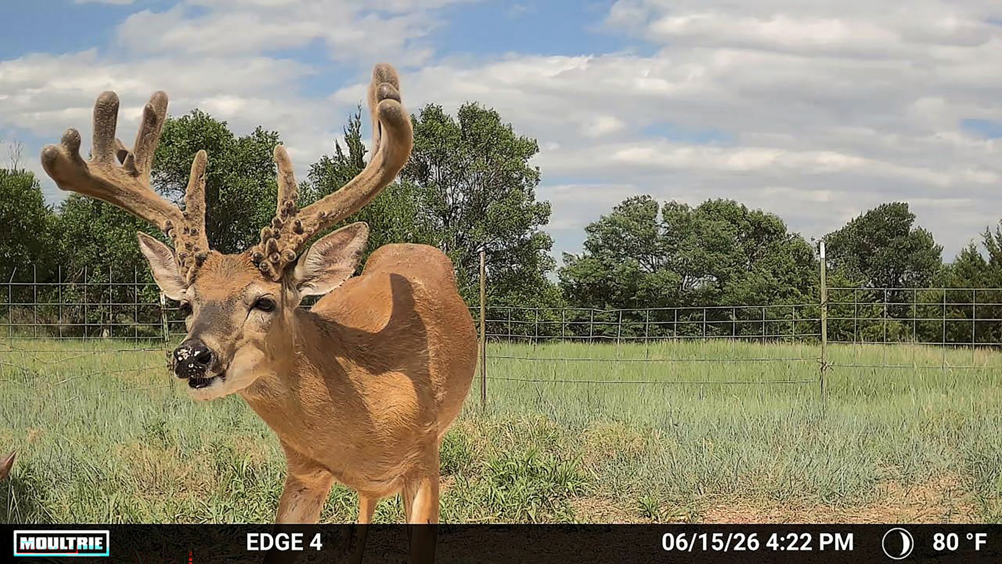 Moultrie Edge 4 - 2 Pack product image
