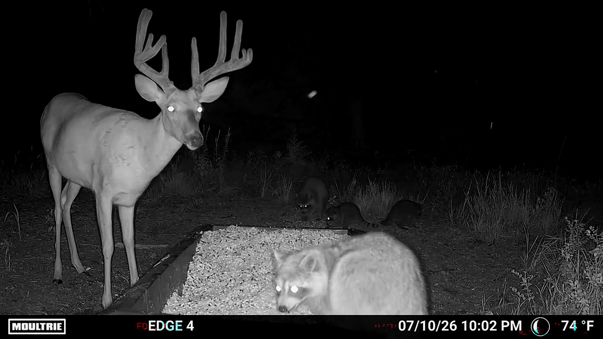 Moultrie Edge 4 - 2 Pack product image
