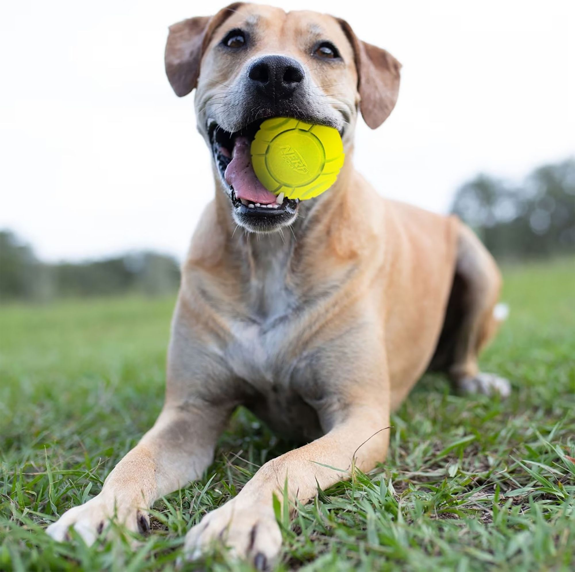 Nerf Dog Solid Tuff Sonic Ball 2.5" - 2 Pack product image