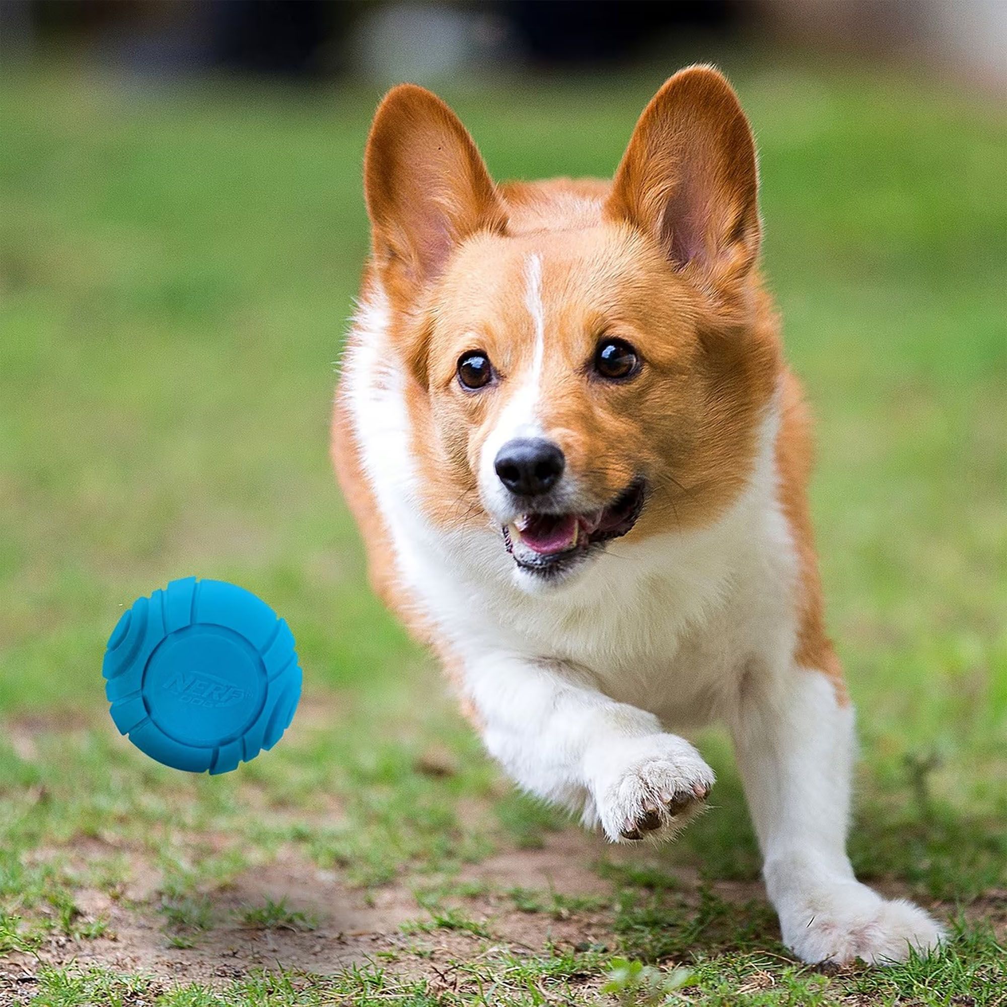 Nerf Dog Solid Tuff Sonic Ball 2.5" - 2 Pack product image