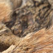 Perfect Hatch Natural Rabbit Fur product image