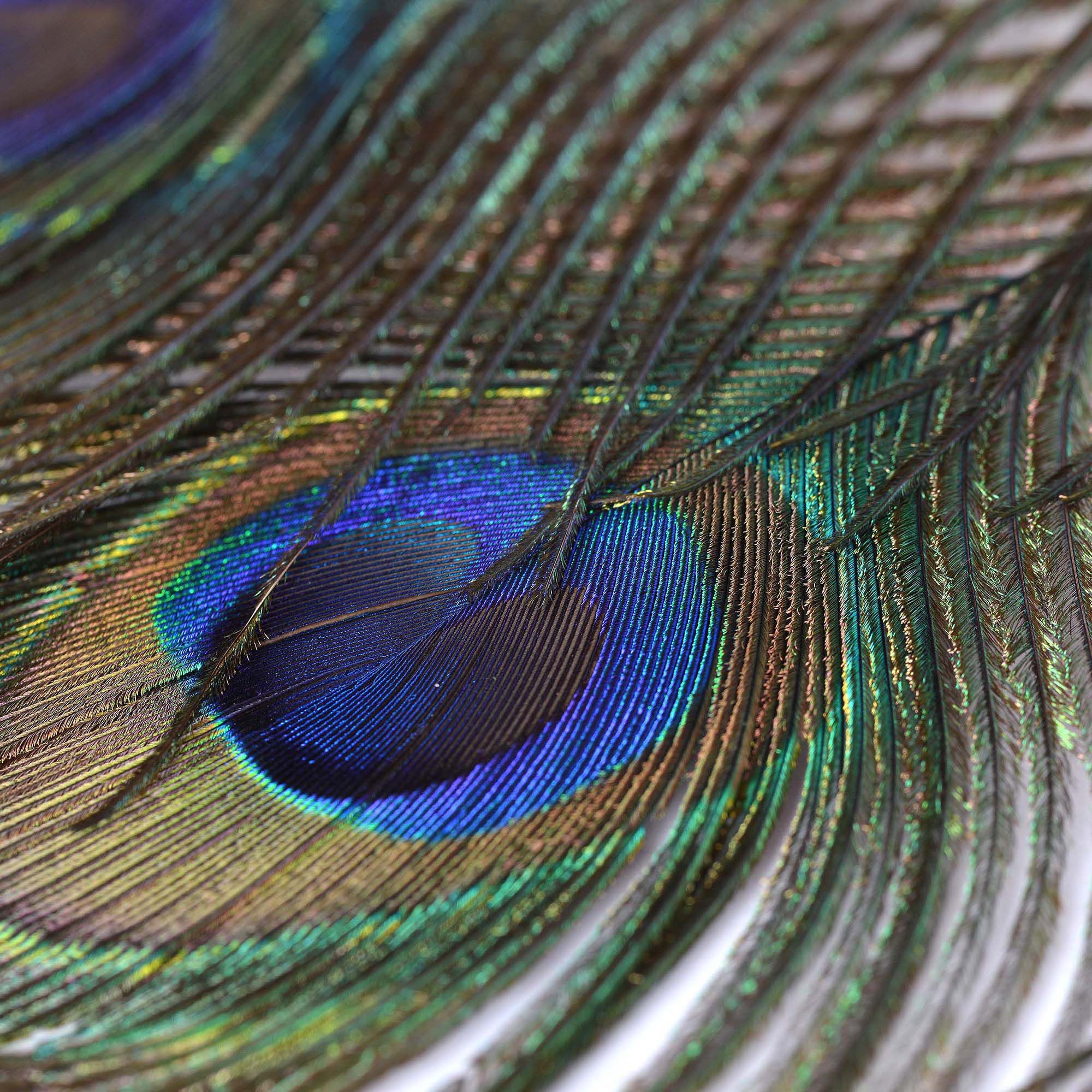 Perfect Hatch Peacock Eyes product image
