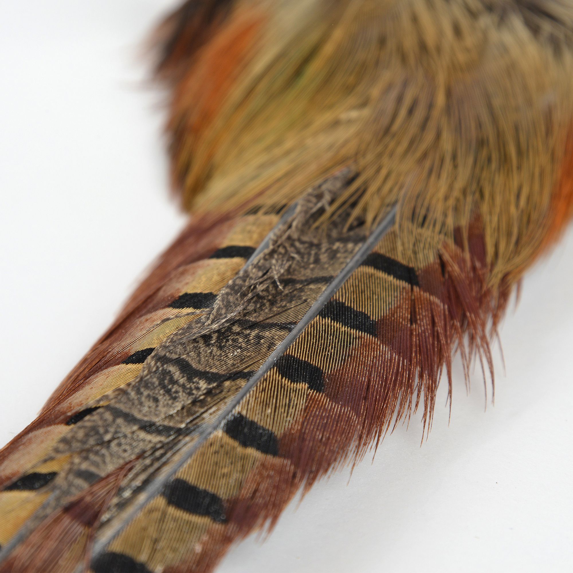 Perfect Hatch Ringneck Pheasant Tail product image