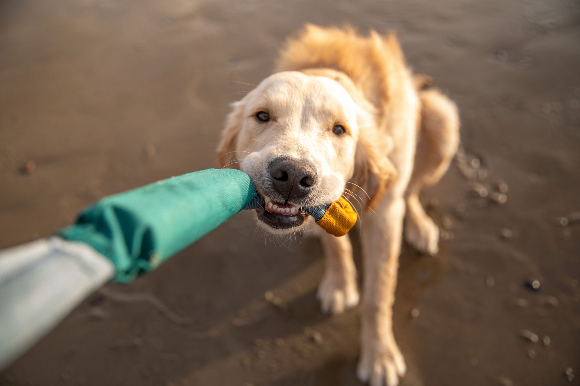 Ruffwear Pacific Loop Rope Dog Toy product image
