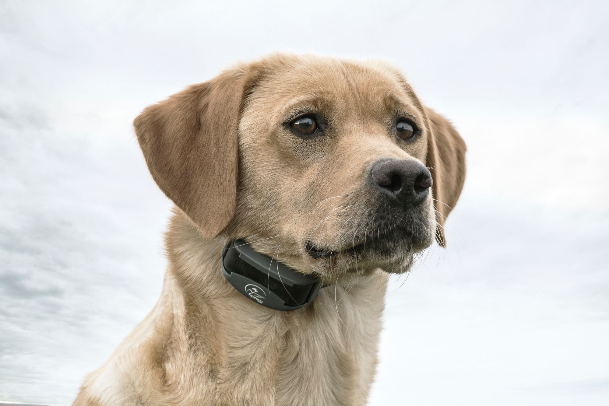 SportDOG Brand FieldTrainer product image