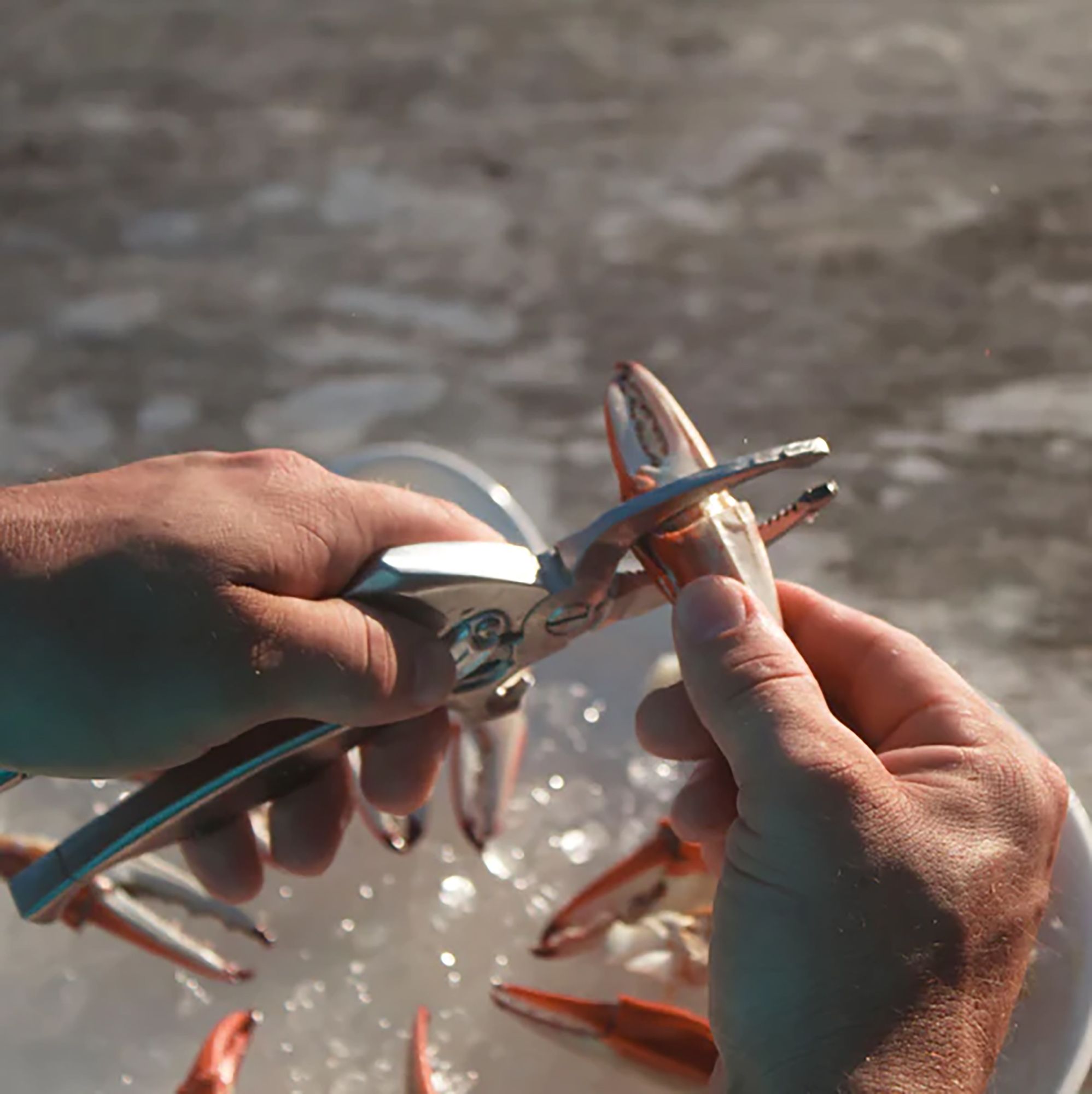 ToadFish Crab claw Cutter product image