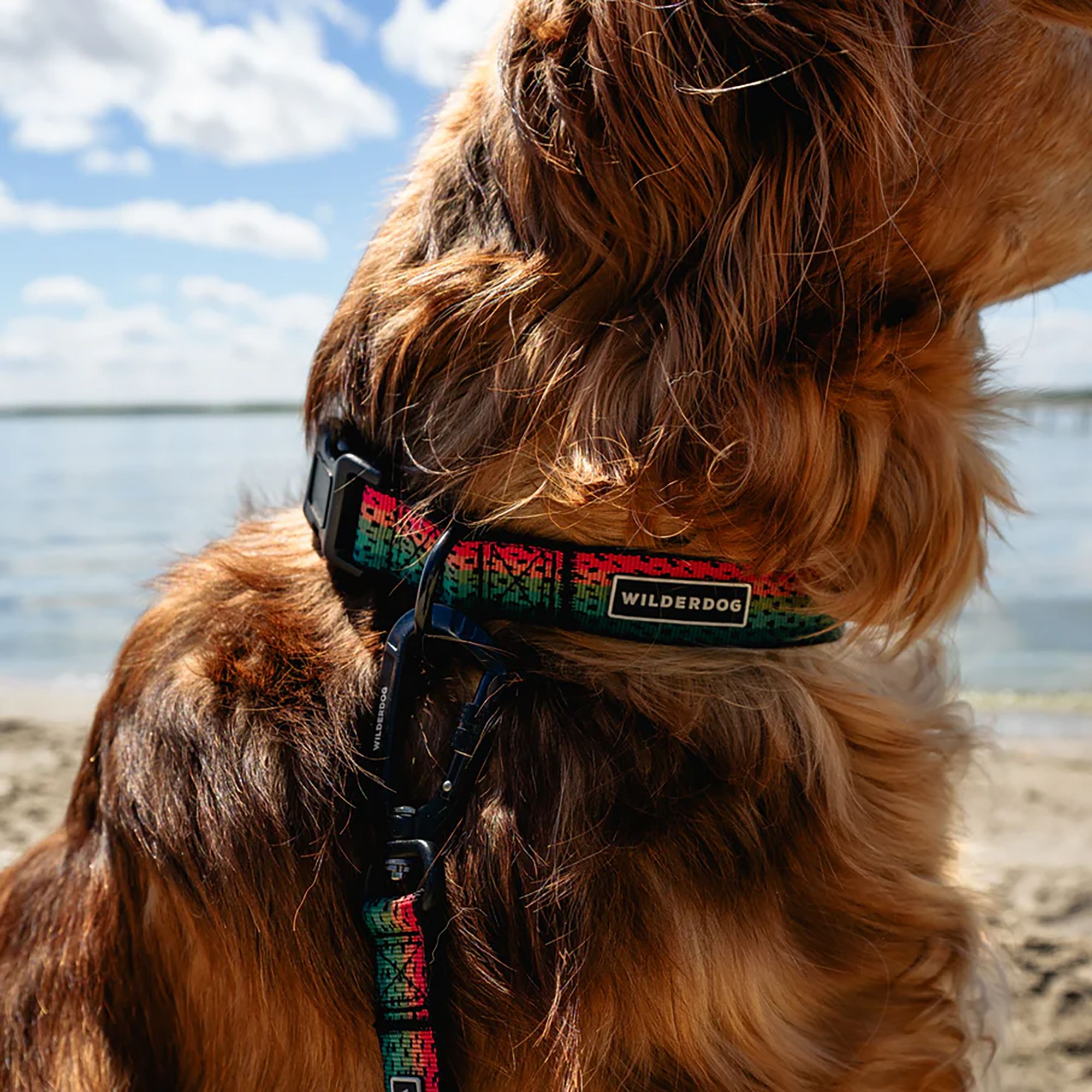Wilderdog Ultralight Dog Collar product image