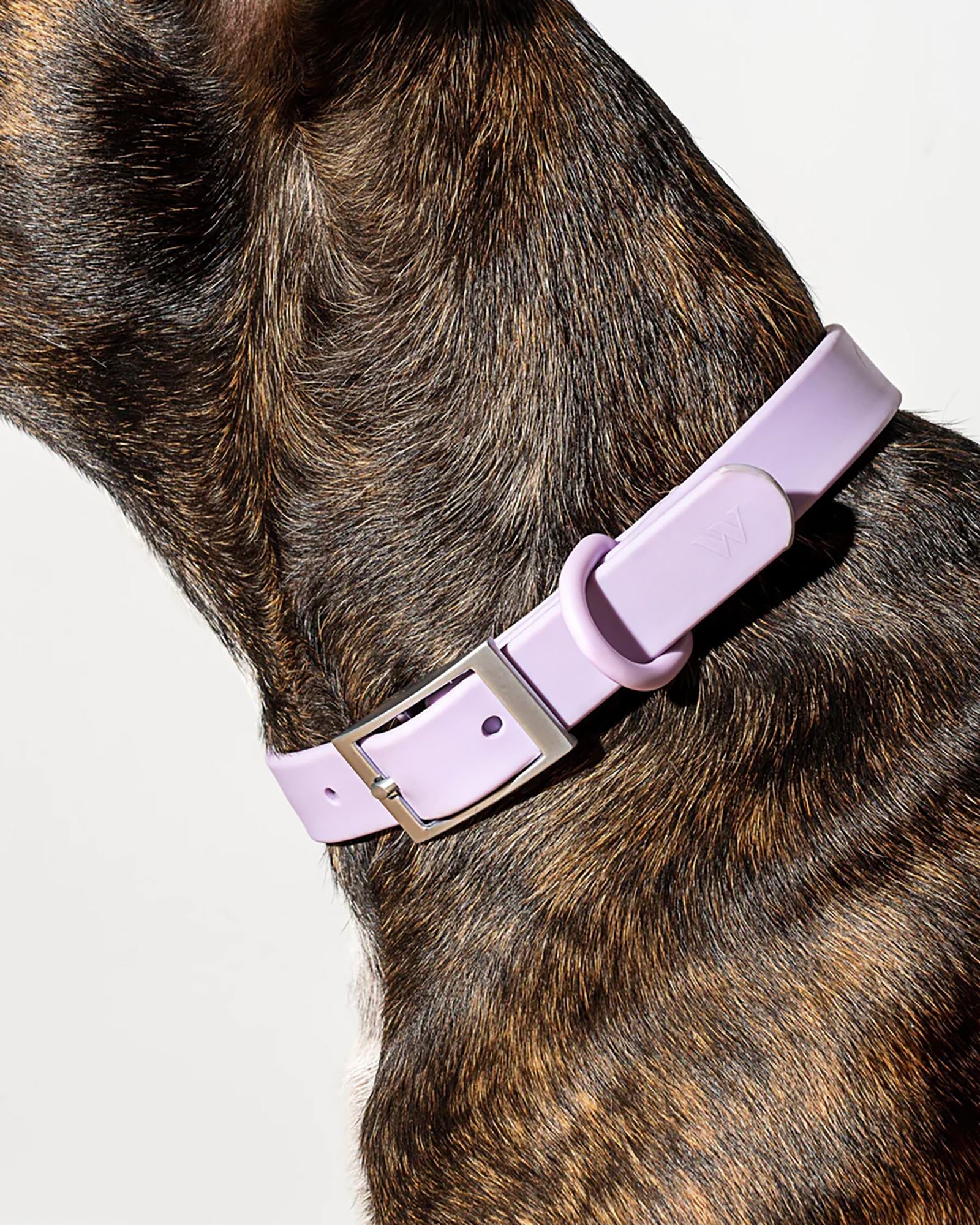 Wild One Adjustable Dog Collar product image