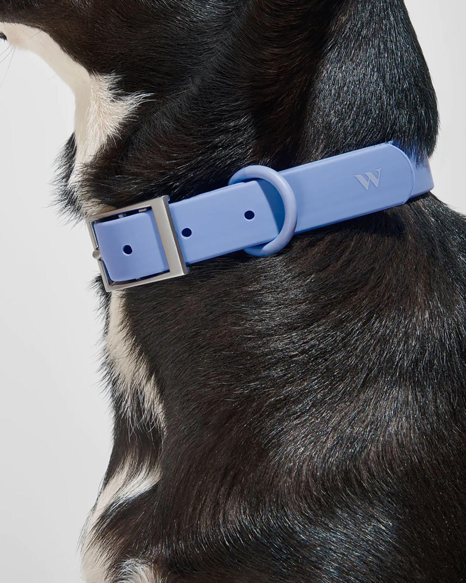 Wild One Adjustable Dog Collar product image