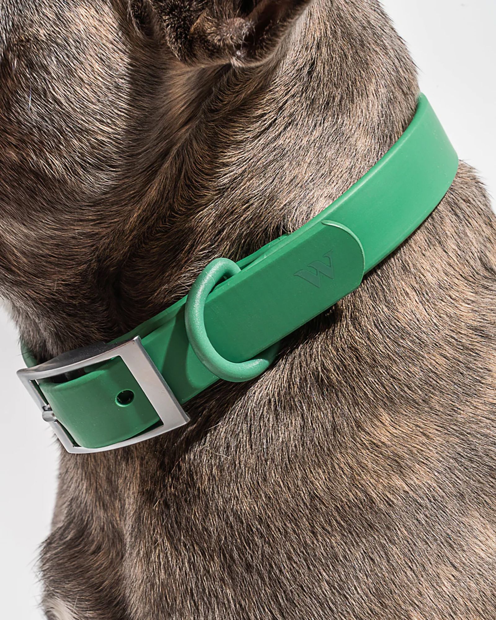 Wild One Adjustable Dog Collar product image